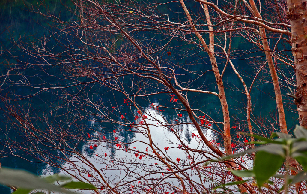 晩秋の大沼池 赤い実　IMGP6010zz