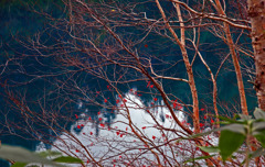 晩秋の大沼池 赤い実　IMGP6010zz