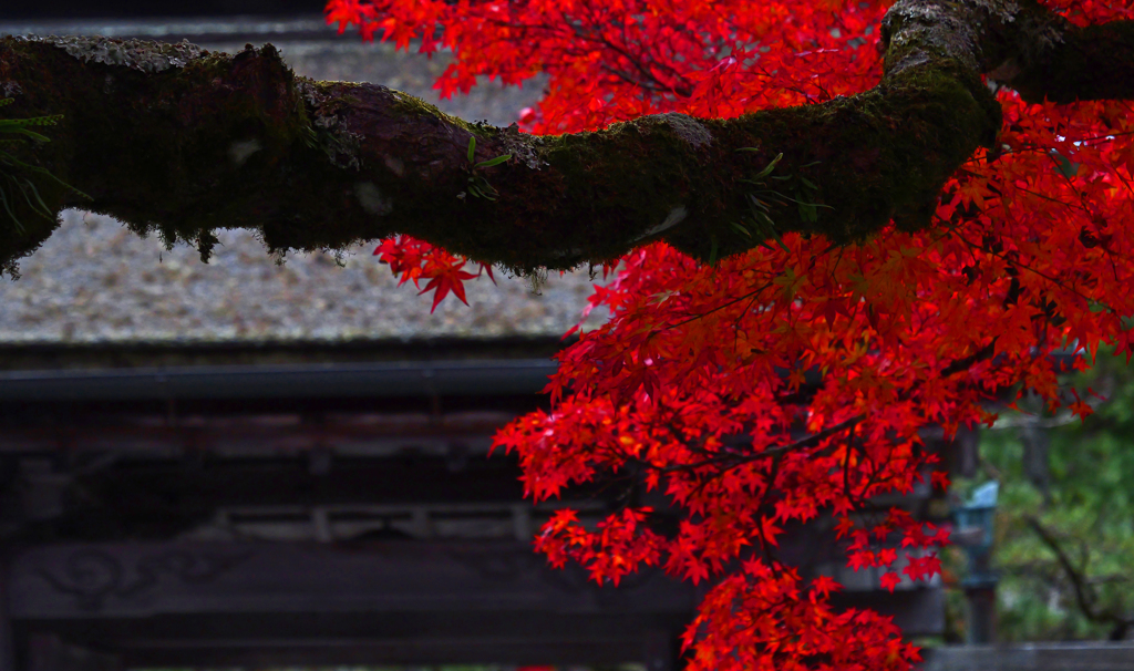 燃える秋　P1124954zz