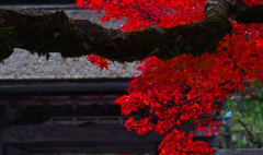 燃える秋　P1124954zz