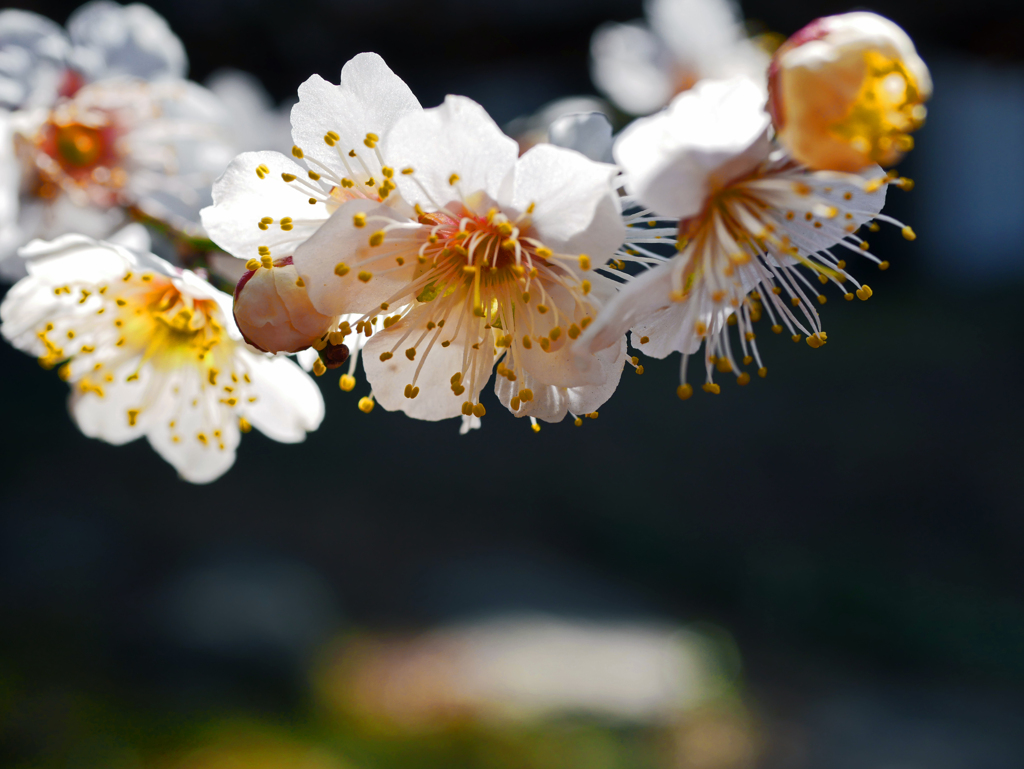 咲いた咲いた桜が咲いた　P1080104z