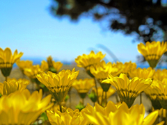 黄金色の炎　P1170148zz