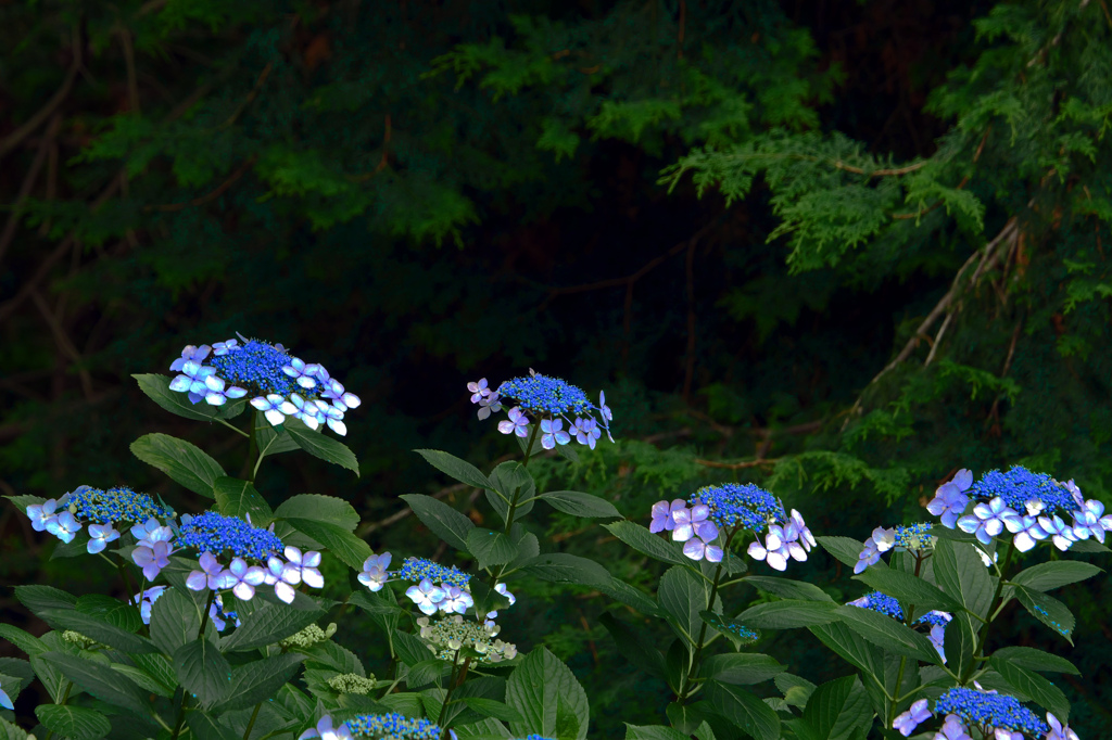 日陰に咲く花　P1086749zz