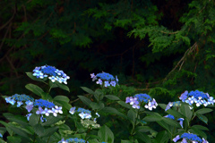 日陰に咲く花　P1086749zz