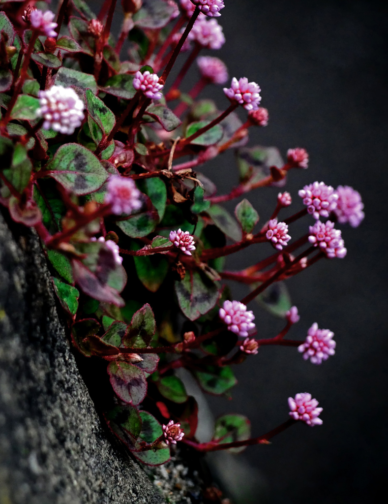 壁に花　P1180875zz
