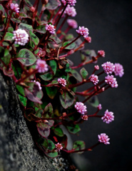 壁に花　P1180875zz