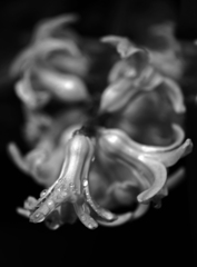 雨粒とヒヤシンス　P1110366zz