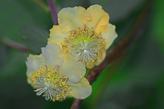 キウイの花　IMG8632zz