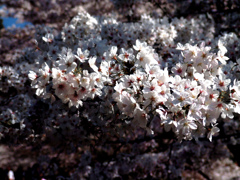 陽の射す場所　DSC08936z