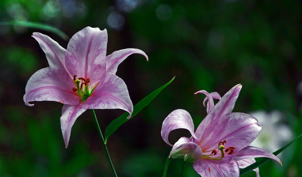 乙女のように　P1180241zz