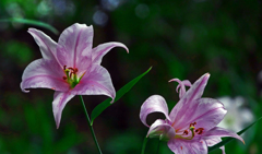 乙女のように　P1180241zz