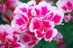 美の競演　IMGP8221zz