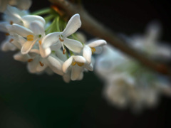 ヒイラギの花　P1480848zz