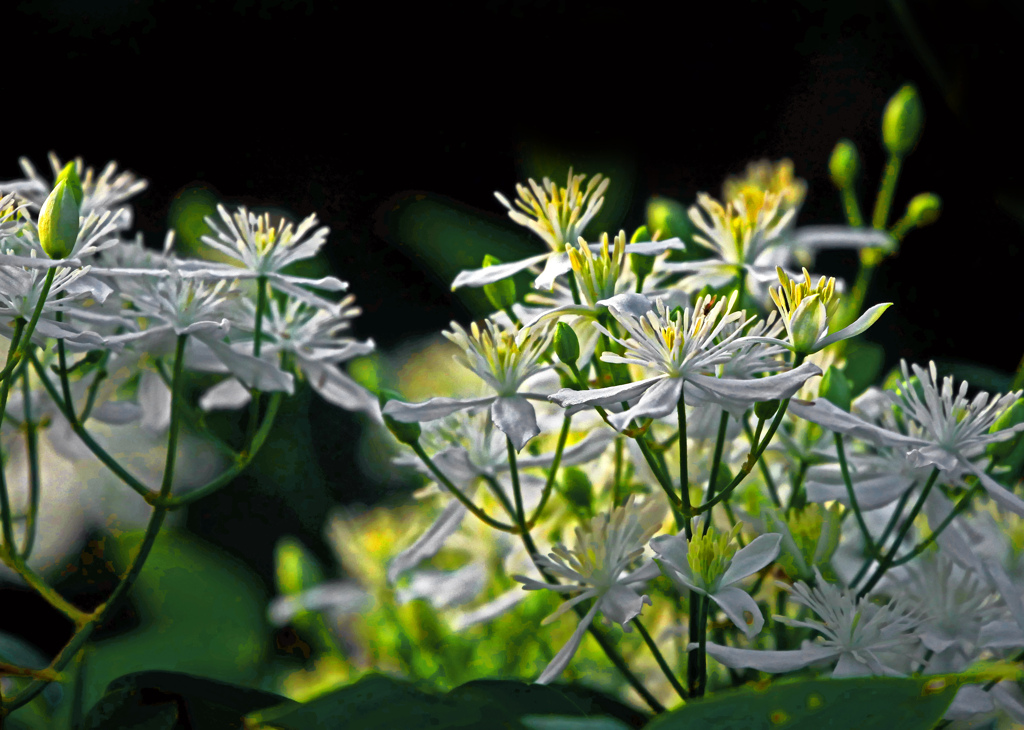 センニンソウ　P1670456zz