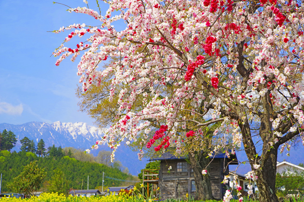 一本桜　IMGP0001z