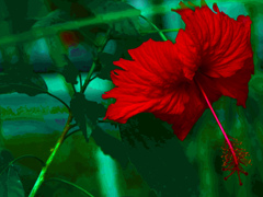 幻影の花　P1600782zz
