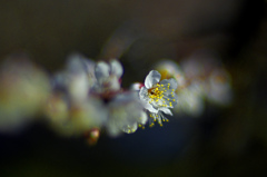 白梅花　_IGP2557zz