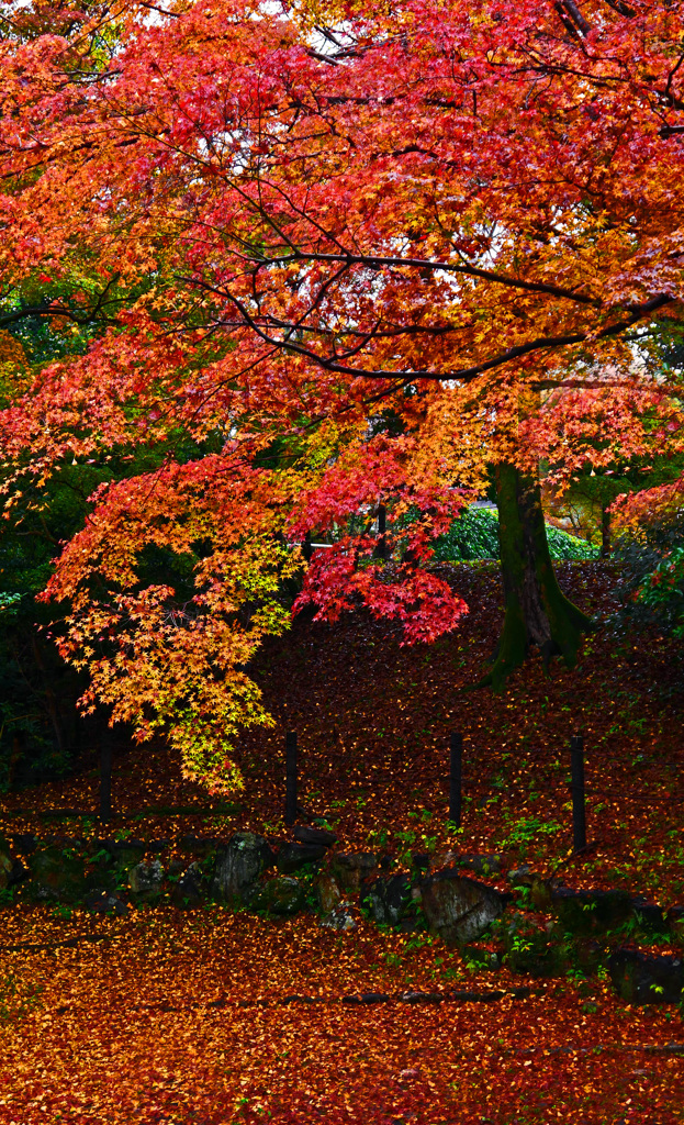 錦の絨緞　P1790937zz