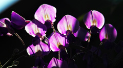 紫の花弁　IMGP7027zz