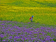 花に埋もれて　DSC02734zz