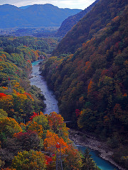錦繍の高瀬川　P1760602zz