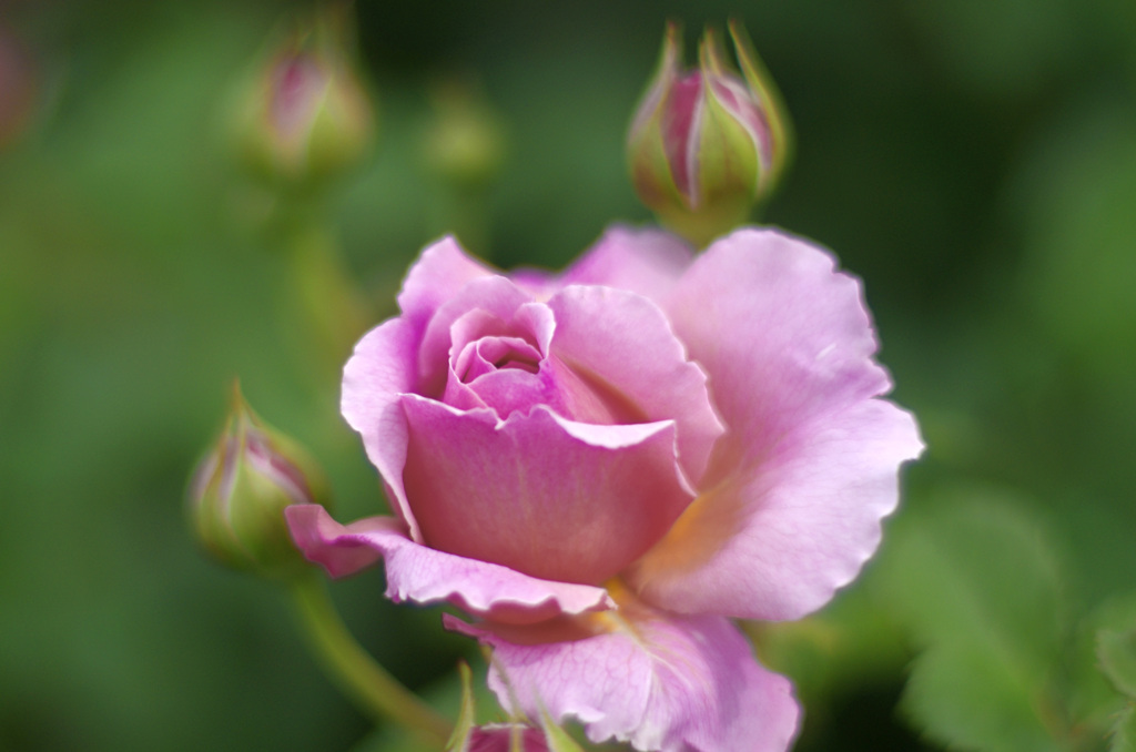 私の好きな薔薇　_IGP6361z
