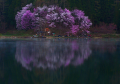 目覚める桜　P1074755zz
