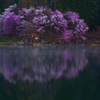 目覚める桜　P1074755zz