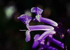 青紫色の花　P1260061zz