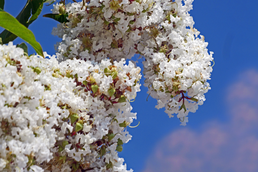 夏空に真白き花　P1012274zz