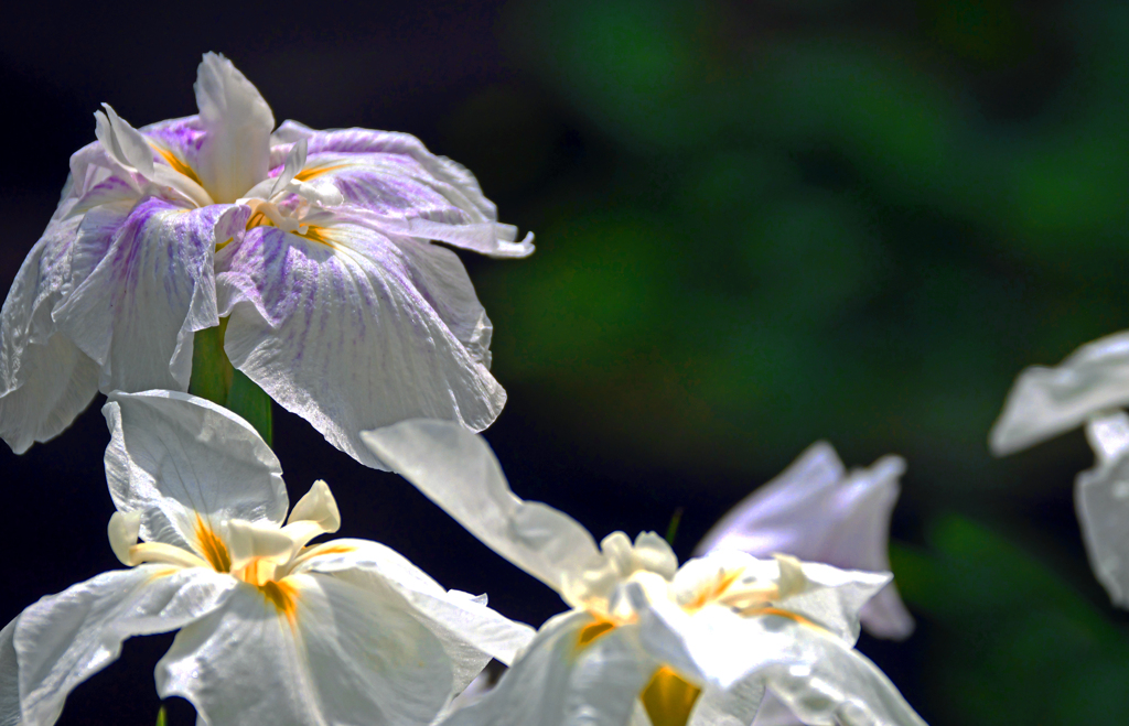 花勝負　P1087215zz
