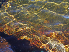 陽射し　P1160777z