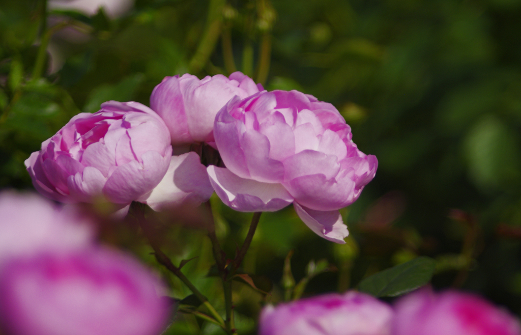 薔薇の三姉妹　IGP8468zz
