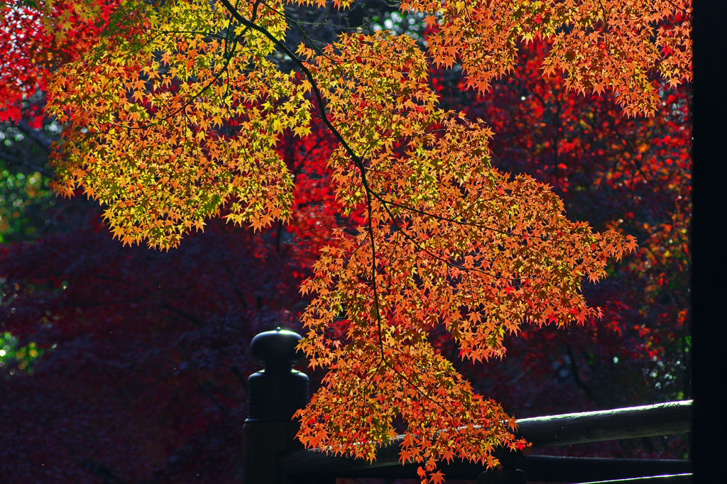 透光の錦　IMG9165zz