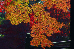 透光の錦　IMG9165zz
