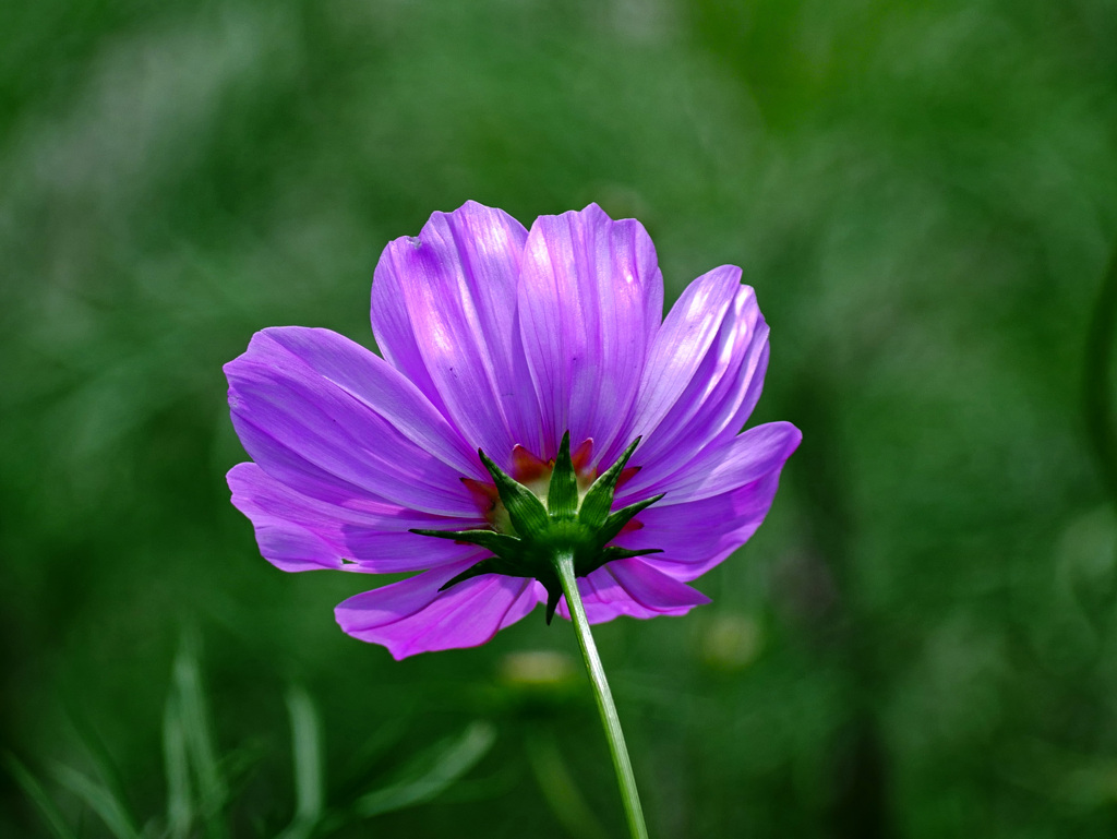 一輪でも輝けるよ　P1310841zz