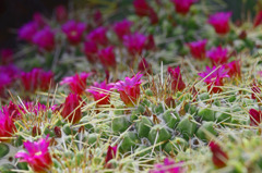 針山のお花畑　IMG8449zz