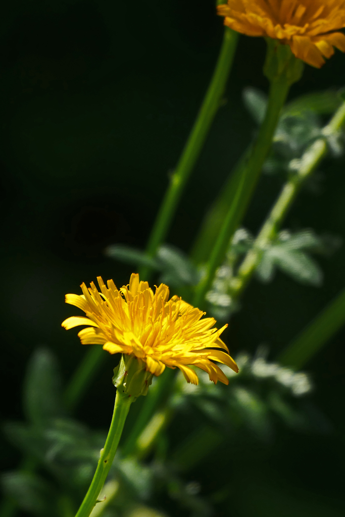 黄色い野花　P1240523zz