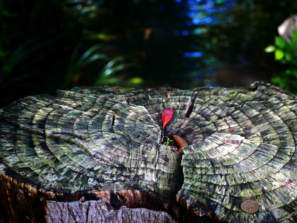 水辺の切り株　P1220962zz