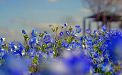 ネモフィラ　IMGP5474zz