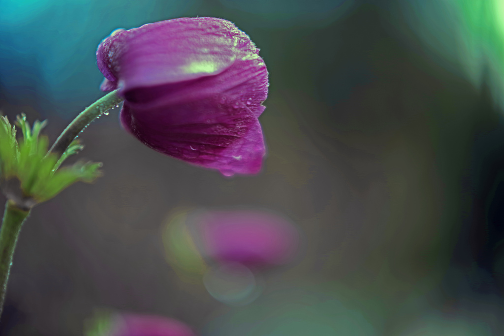 雨粒の重み　IMGP0644zz