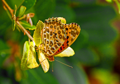 P1087397xzz
