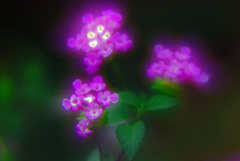 可憐な花（ソフトフォーカス）　IMGP6746zz