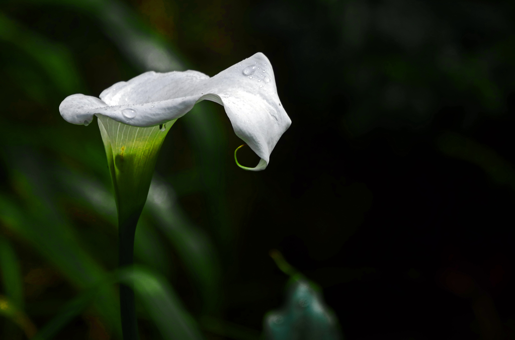 梅雨に咲く花　P1190630zz