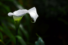梅雨に咲く花　P1190630zz