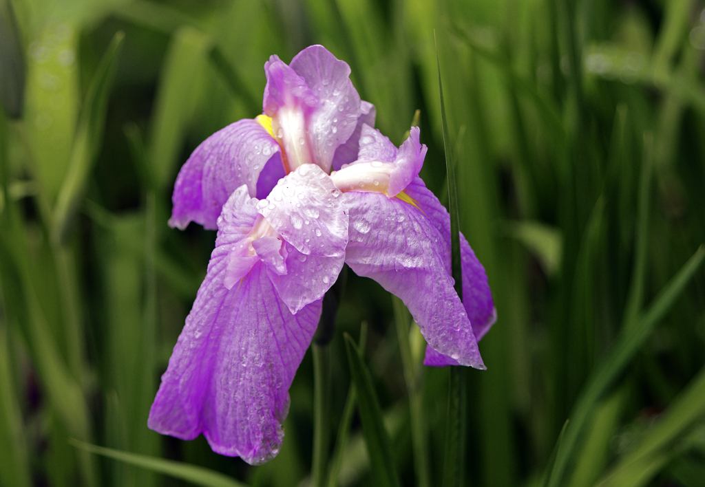 雨にも負けず　IMG1215zz