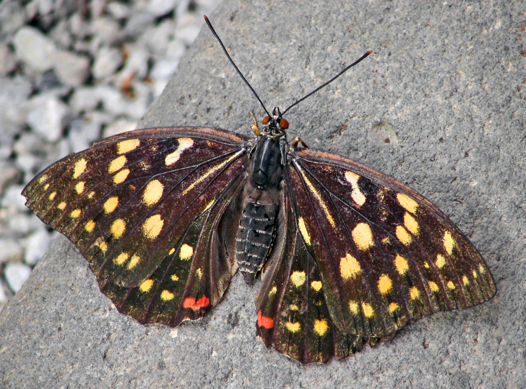 図鑑的 国蝶オオムラサキ(♀)　5632zz