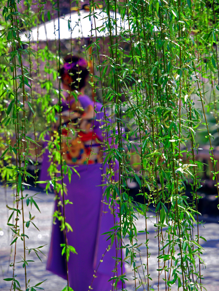 夜目遠目笠の内そして柳の帳(とばり)　P1120772zz