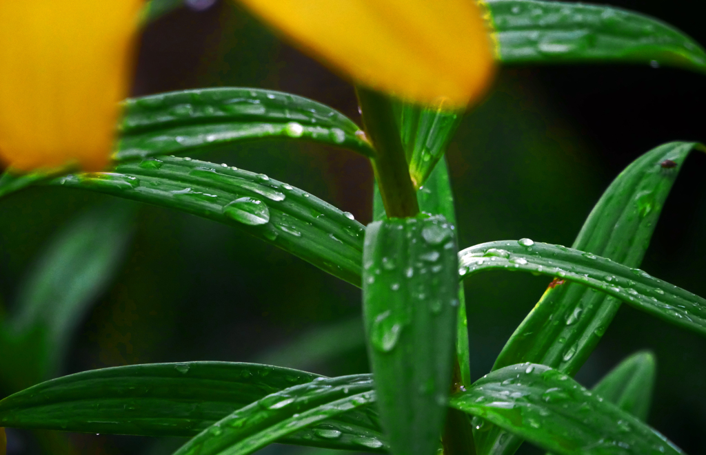 雨の降る日にⅡ　P1400282zz