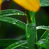 雨の降る日にⅡ　P1400282zz
